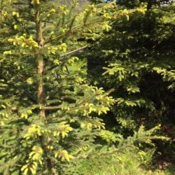 Waldbaden11